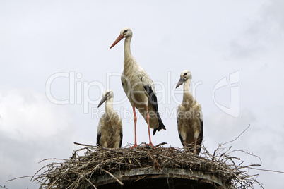 Storchennest