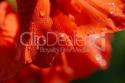 Garten-Gladiole - Blüte - Wassertropfen