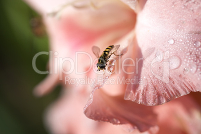 Gladiolenblüte mit einer Schwebfliege