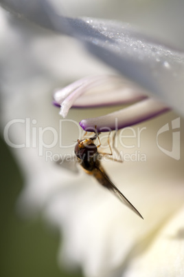 Gladiolenblüte mit einer Schwebfliege