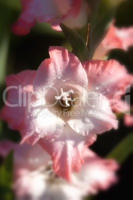 Garten-Gladiole - Blüte - Wassertropfen