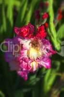 Garten-Gladiole - Blüte