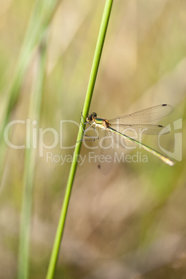 Teichjungfer - Lestidae