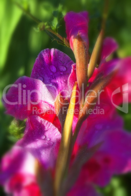 Garten-Gladiole - Blüte - Wassertropfen