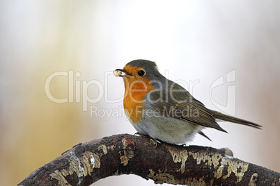 Rotkehlchen (Erithacus rubecula); European Robin (Erithacus rubecula)