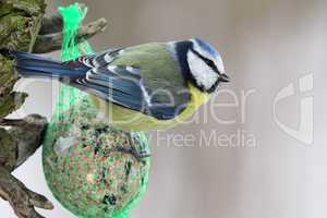 Blaumeise (Parus caeruleus); Blue Tit (Parus caeruleus)