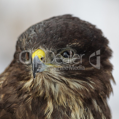 Mäusebussard (Buteo buteo); Common Buzzard (Buteo buteo)