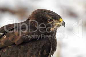 Mäusebussard (Buteo buteo); Common Buzzard (Buteo buteo)