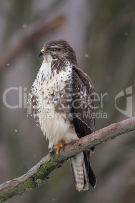 Mäusebussard (Buteo buteo); Common Buzzard (Buteo buteo)