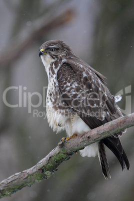 Mäusebussard (Buteo buteo); Common Buzzard (Buteo buteo)