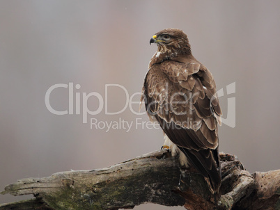 Mäusebussard (Buteo buteo); Common Buzzard (Buteo buteo)