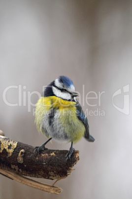 Blaumeise (Parus caeruleus); Blue Tit (Parus caeruleus)