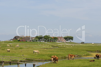 hallig hooge