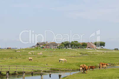 hallig hooge