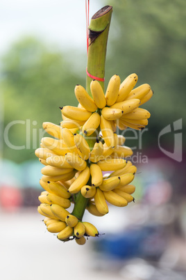 Banana bunch hanging