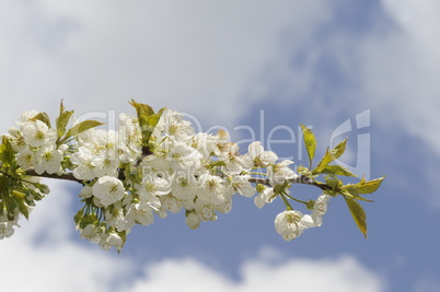 Kirschblüten