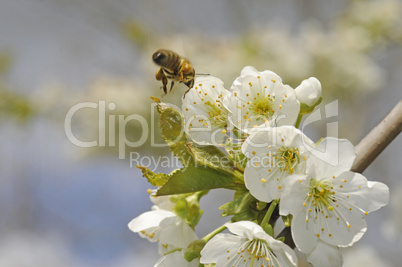 Kirschblüten