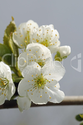 Kirschblüten