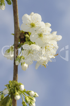 Kirschblüten