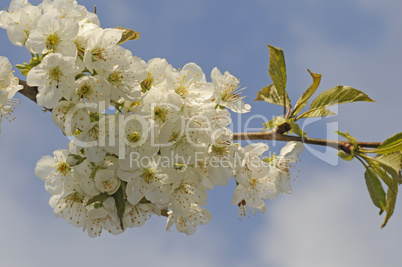 Kirschblüten