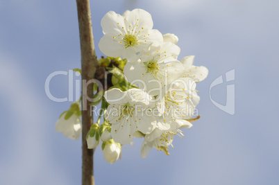 Kirschblüten