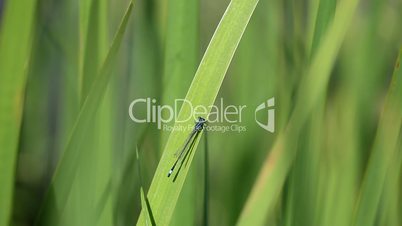 Green Hawker Dragonfly  outdoor
