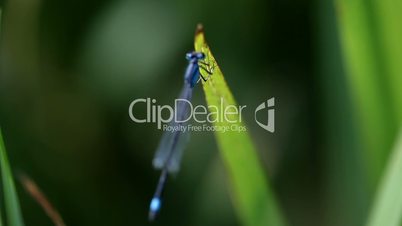 Blue Hawker Dragonfly  outdoor