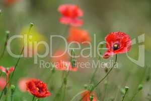 Red Corn Poppy or Papaver rhoeas