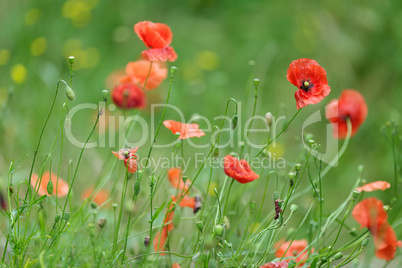 Colourful red Flanders or Corn Poppies