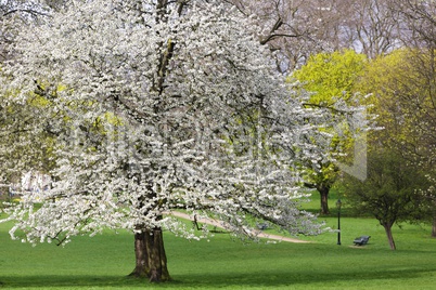 Cherry tree spring