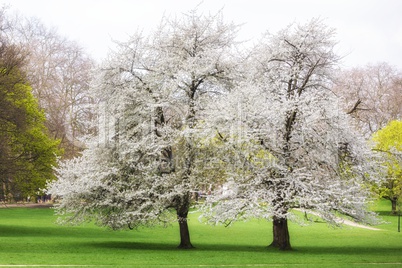 Cherry tree spring