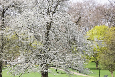 Cherry tree spring