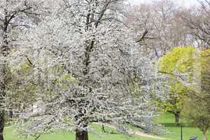 Cherry tree spring