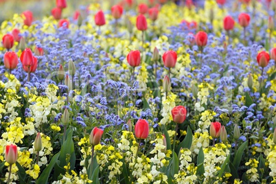 Spring flowerbed