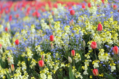 Spring flowerbed