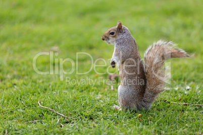 Cute squirrel