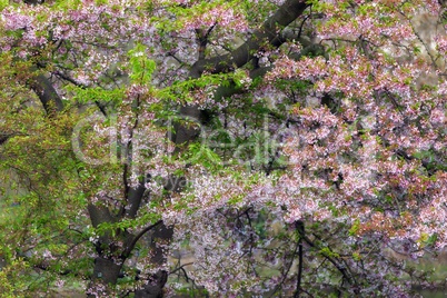 Pink cherry tree