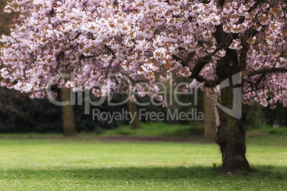 Cherry tree blossom