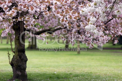 Cherry tree blossom