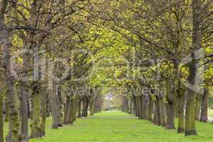 Tree park alley