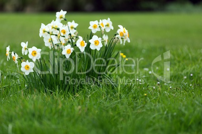 Daffodils bunch