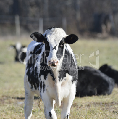 Calves On The Field