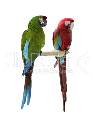 Colorful  Macaw Parrots