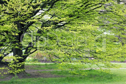 Hornbeam tree at spring