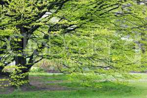 Hornbeam tree at spring