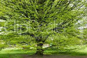 Hornbeam tree at spring