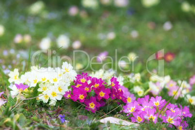 Primrose flowerbed