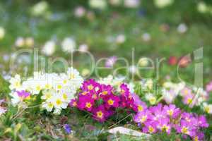 Primrose flowerbed