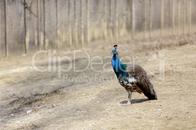 Peacock female