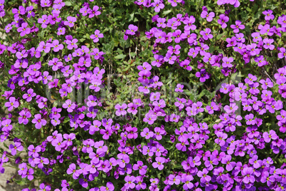 Pink flower bunch